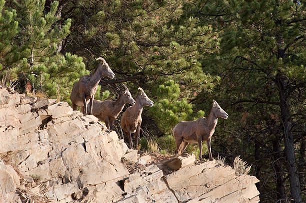 Bighorn Sheep Bighorn Sheep in the Black Hills of South Dakota. custer state park stock pictures, royalty-free photos & images