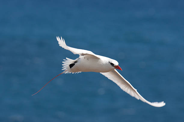 Red tailed tropicbird Red tailed tropicbird in flight red tailed tropicbird stock pictures, royalty-free photos & images