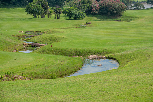 top view of iron golf club and ball on a green grass