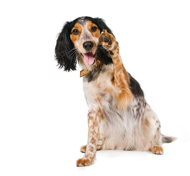 hola! lobke agitando perros (pares - haciendo trucos fotografías e imágenes de stock