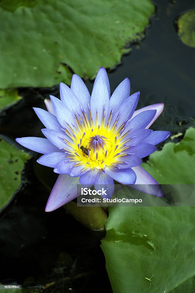 Purple Lotus flower A bee on a purple Lotus flower. Beauty Stock Photo