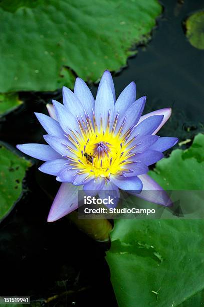 Purple Lotus Flower Stock Photo - Download Image Now - Beauty, Beauty In Nature, Bee