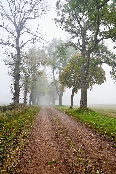 istock Alley in morning fog 151519951