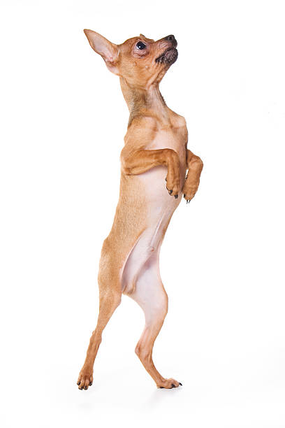 istock Toy dog isolated on white 151519968