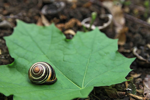 Snail on Leaf Green stock photo