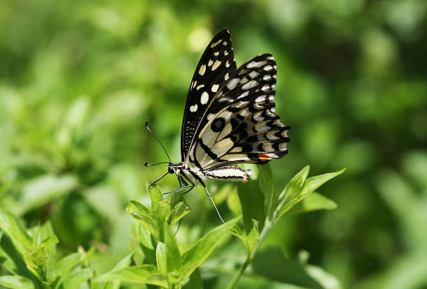 Butterfly Lands On A Leaf In Chiang Mai stock photo