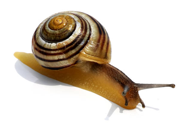 Snail stock photo