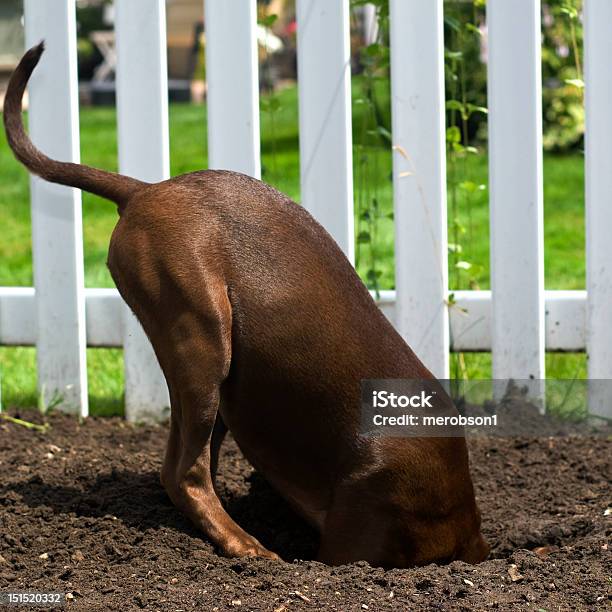 A Dog Digging A Hole In The Ground Stock Photo - Download Image Now - Dog, Digging, Hole