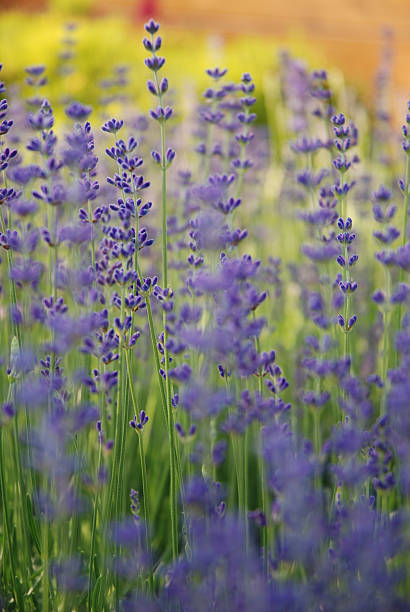 lavender flowers stock photo