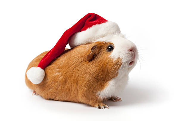 istock Guinea Pig with Christmas hat 151520502