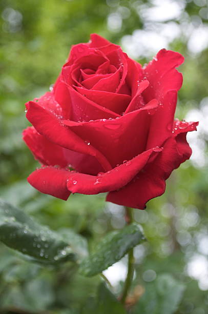 Rose in the rain stock photo