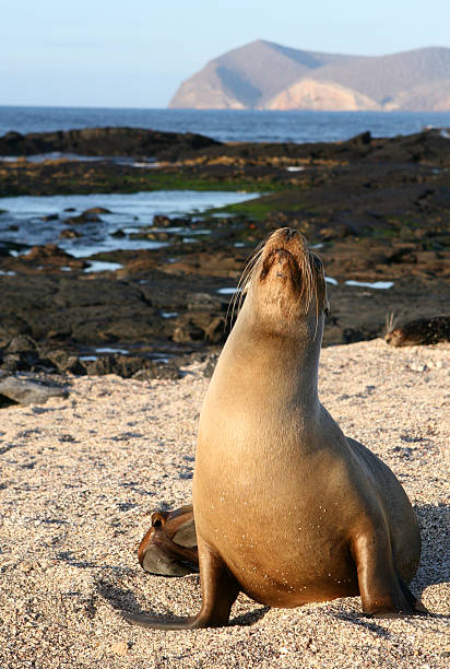 istock Female Sea Lion 151520715