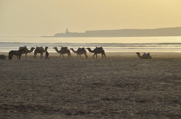 istock Essaouira in Morocco 1515207619