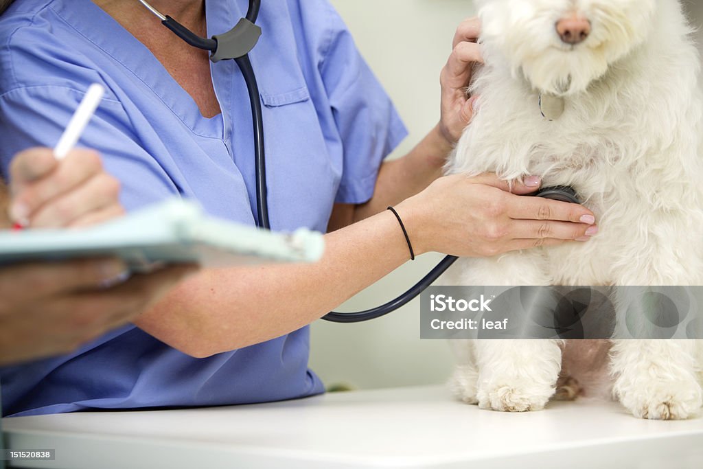 Dog Venterinary Check Up A dog at a small animal clinic having his heart rate taken Adult Stock Photo