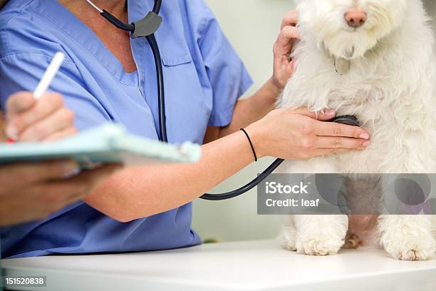 Dog Venterinary Check Up Stock Photo - Download Image Now - Adult, Animal, Animal Hospital