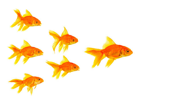 istock Goldfish swimming in a V formation on white background 151520948