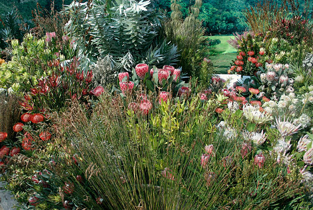 incrível protea jardim - indigineous - fotografias e filmes do acervo