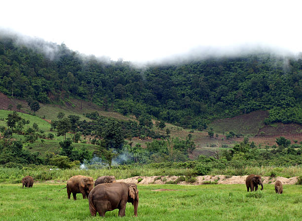 Asian Elephants In Northern Thailand Group of Asian elephants in a wildlife reserve in northern Thailand. elephant handler stock pictures, royalty-free photos & images