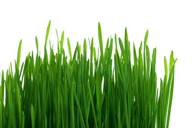 green Gras – Foto