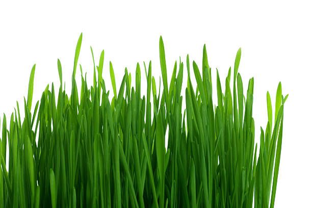Verde grass - foto de stock