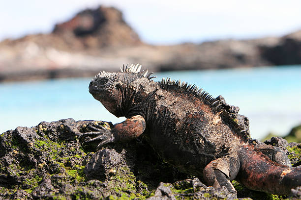 istock Side view of a Galapagos Marine Iguana sitting on a rock 151521044