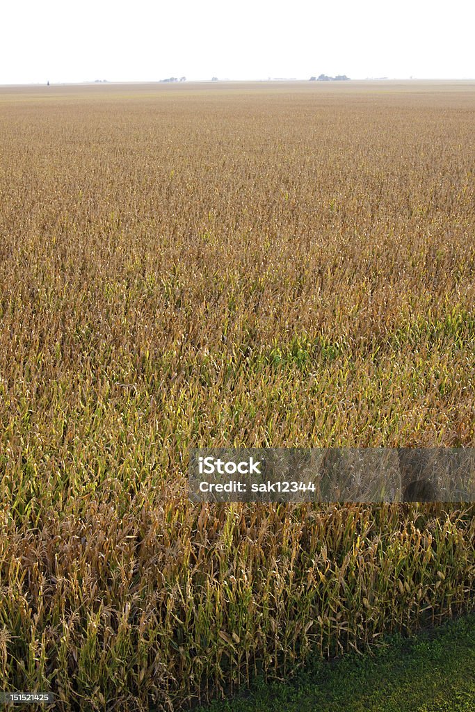 Champ de maïs à la fin de l'automne - Photo de Agriculture libre de droits