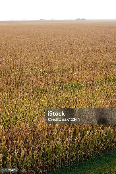 Photo libre de droit de Champ De Maïs À La Fin De Lautomne banque d'images et plus d'images libres de droit de Agriculture - Agriculture, Automne, Champ