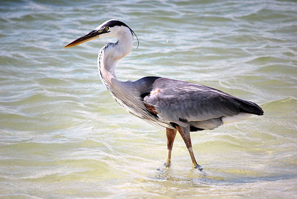 istock blue heron Lovers Key FL by Lisa Woodburn 151521503