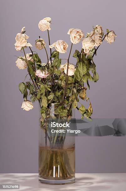 Wilted Rosas Foto de stock y más banco de imágenes de Agua - Agua, Amarillo - Color, Animal muerto