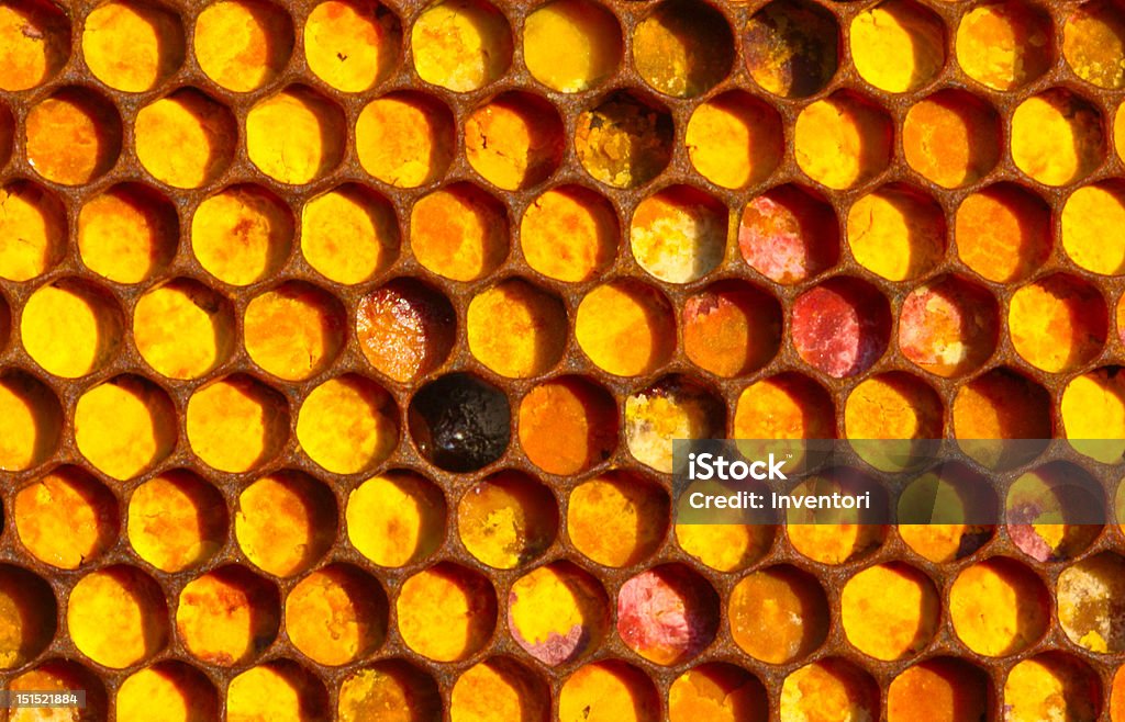 Bee mosaic Farine collected by bees, placed by them in honeycombs. All of it reminds a mosaic. Animal Stock Photo