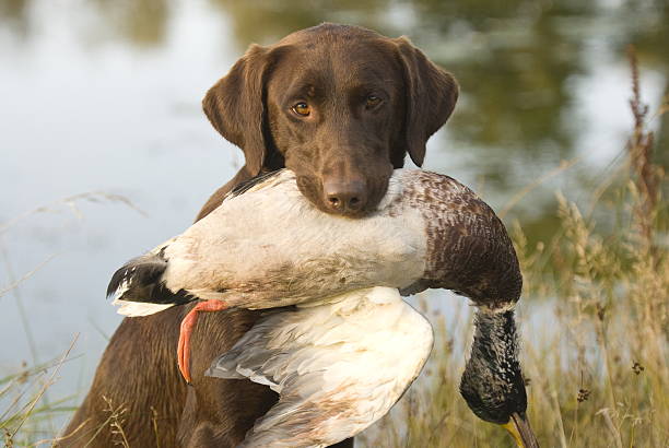 czekoladowy labrador retriever - flyway zdjęcia i obrazy z banku zdjęć