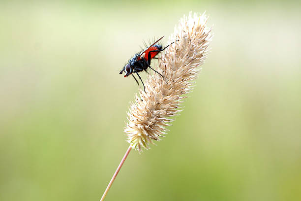 fly insect stock photo