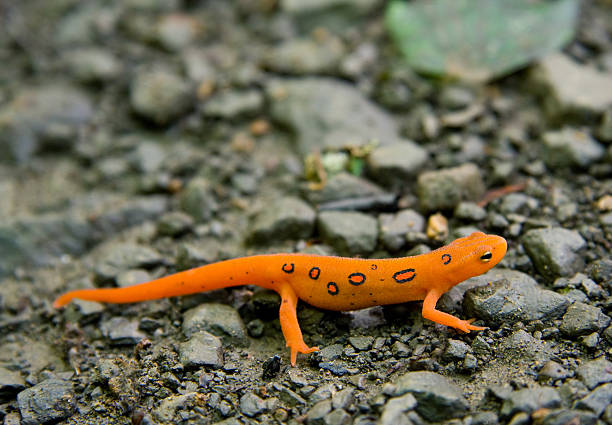 Bright orange Eastern Newt sitting still on rocks