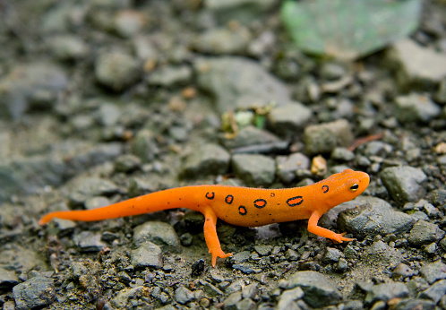 Close-up of Red Spotted or Eastern Newt (Notophthalmus viridescens)