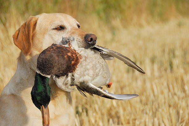 yellow labrador retriever jagd - flyway stock-fotos und bilder