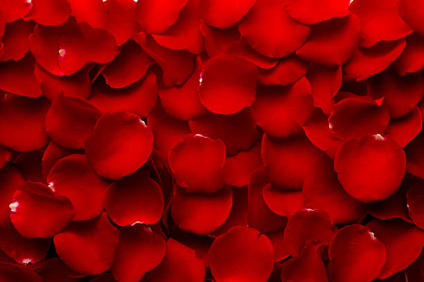 istock Red Rose Petals to the max 151521982