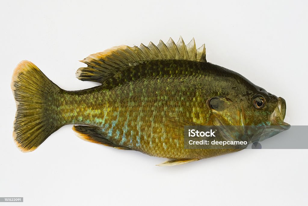 Isolado Pumpkinseed em Sunfish - Foto de stock de Guelra royalty-free