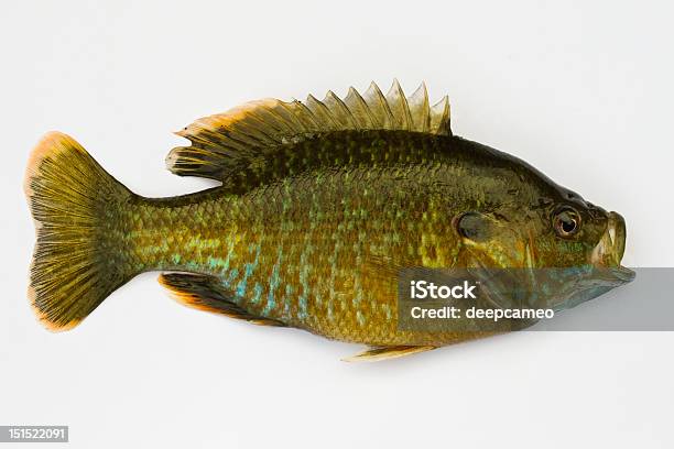 Foto de Isolado Pumpkinseed Em Sunfish e mais fotos de stock de Guelra - Guelra, Peixe-lua - Peixe, Azul