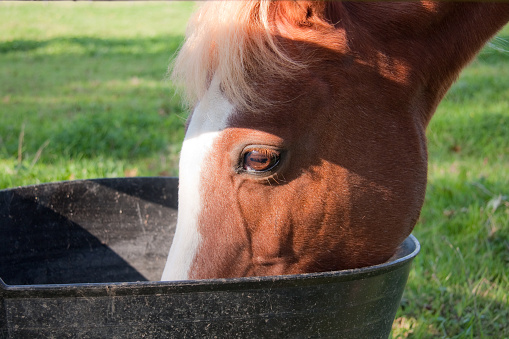 Close up of pony drinking or eating from bucket.