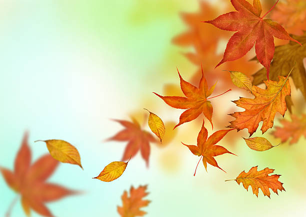 istock Orange, yellow, and brown Autumn leaves falling 151522152