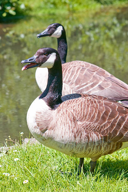 Two Canadian Geese stock photo