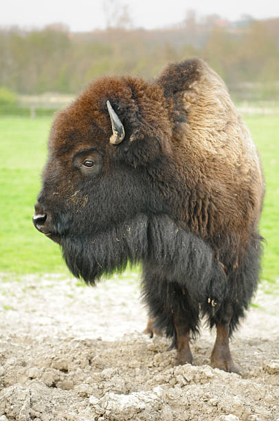 Bison stock photo