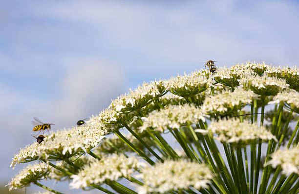 sommer airdrome - hoverfly nature white yellow stock-fotos und bilder