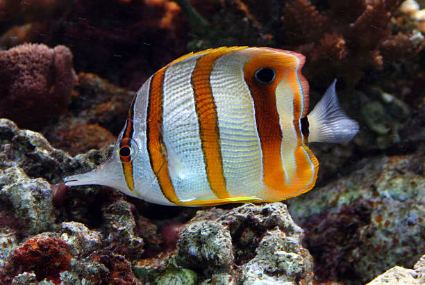 copperband-falterfisch - copperband butterflyfish stock-fotos und bilder