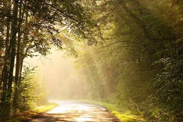 Photo of A deserted country road through a misty forest