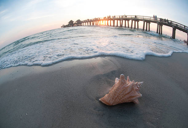 istock Conch Shell at Naples Pier in Florida 151523179