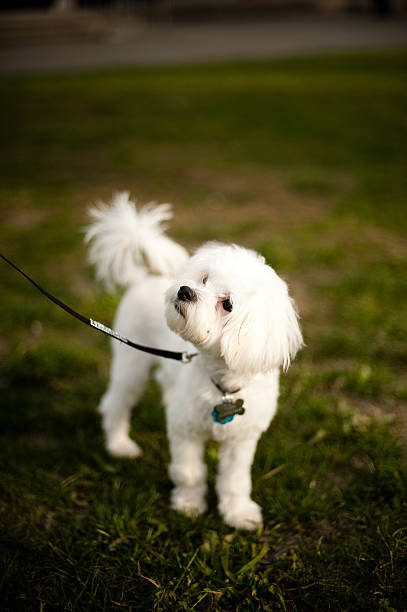 dog stock photo