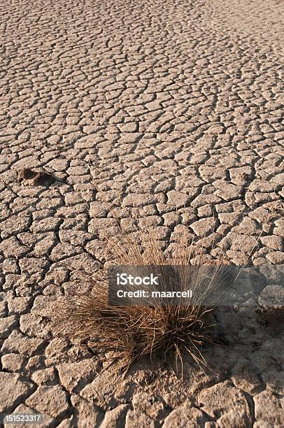 Erbaccia Riarsa - Fotografie stock e altre immagini di Deserto - Deserto, Terra brulla, Territorio