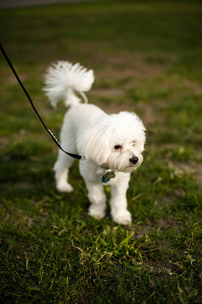 dog stock photo