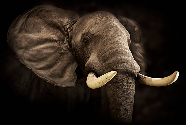 gros plan du mâle éléphant - en ivoire photos et images de collection